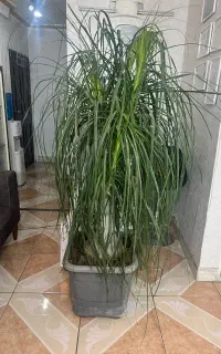 گل و گیاه