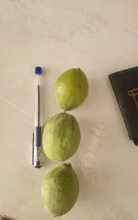 گردو با پوست سبز ک پوست کنده
