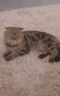 اسکاتیش ماده