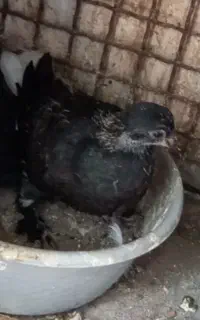 جوجه زاغ دم سفید برای دستی کردن