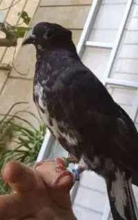کبوتر