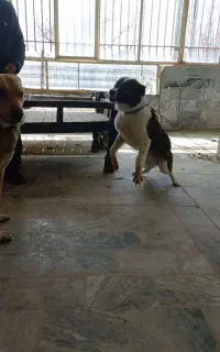 واگذاری دو عدد سگ نگهبان و گله