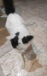 واگذاری گربه بالغ نر