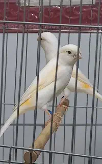 دوجفت قناری موزاییکی آس.