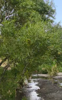 اکیپ میوه چینی