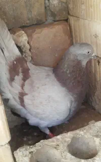 کبوتر