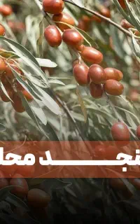 فروش نهال سنجد بار دهی بالا