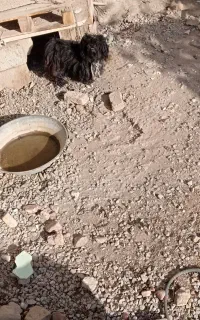 سگ پاکوتا