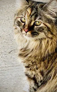 گربه