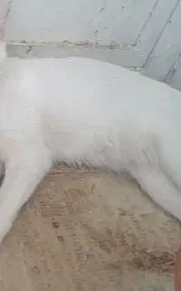 گربه نژاد دی اچ اس
