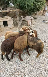 بره افشاری نر۷راس ماده۲راس پرواری (گوسفند)