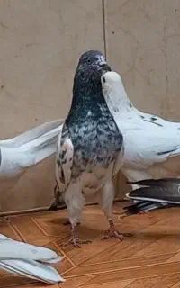 کفتر