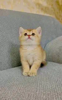 گربه هاکو