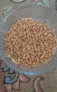 گندم آبی درجه یک