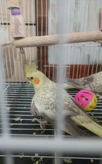 عروس هلندی