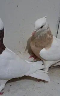 کلفه طوقی ککیلی