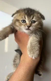 اسکاتیش بلو گلد