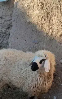 بره نر محلی دارم    بزچاق