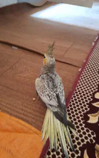 عروس‌هلندی‌نر