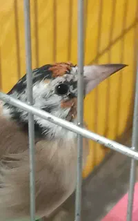جوجه سهره نر تازه رنگ گرفته
