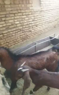 گوسفند