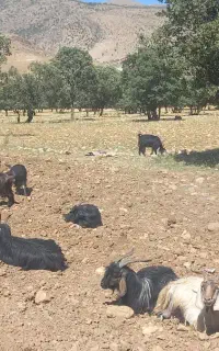 بز داشتی