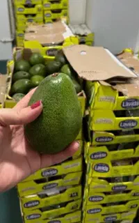 پخش آووکادو و بلوبری در بندرعباس