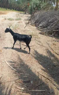 بز بربری دوقلو زا