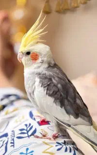 عروس هلندی سخنگو