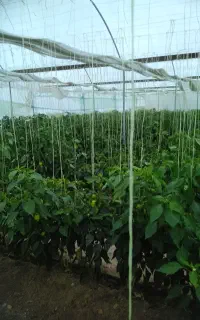 دامداری و کشاورزی