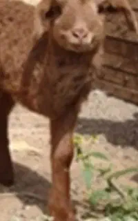 گمشده .بره شیری قهوه ای