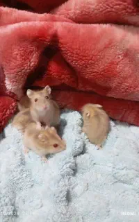 همستر کمپل و سوری