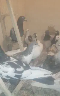 کفتر صید