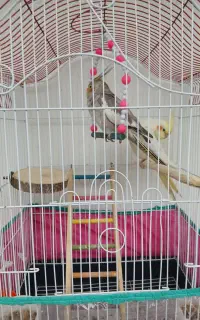 عروس هلندی