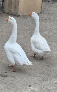 غوغاز