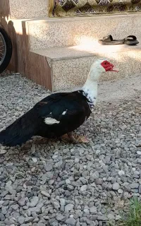 اردک اسرائیلی نر