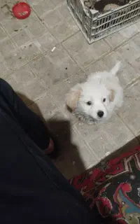 سگ خانگی