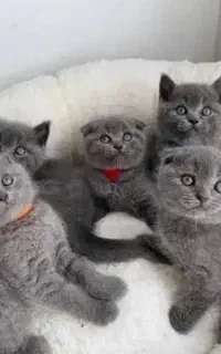 بریتیش بلو خالص