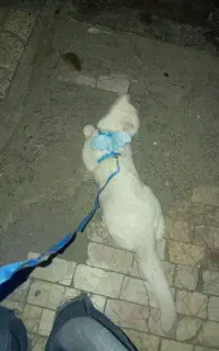 گربه