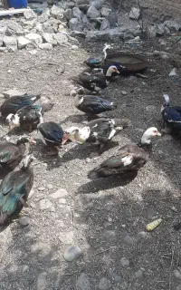 اردک اسرائیلی جوجه امسال