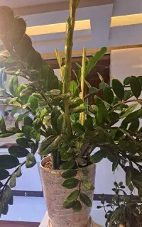 گلدان زاموفیلیا سبز با ارتفاع زیاد