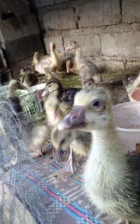 فروش جوجه غاز  دورگه ۲۵ روزه