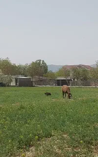 میش جوان همراه بره نر هترو