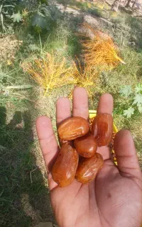 خرمای زاهدی دشت طلحه