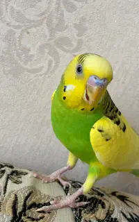 مرغ عشق
