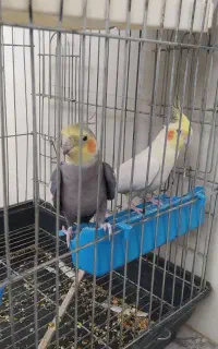 جفت عروس هلندی مولد