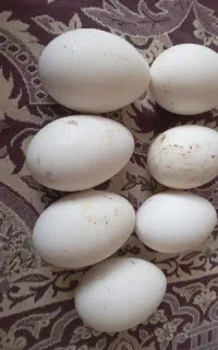 تخم غاز