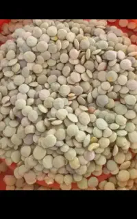 عدس روسی به شرط.   فروش یک تن به بالا