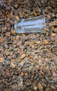 کشمش آفتابی گوشتی، مویز افتابی و شیره انگور ابگیری