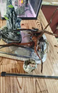 دکور اکواریوم